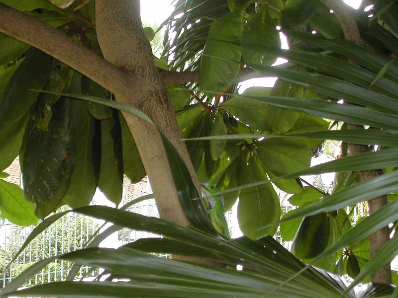 DSCN5116.JPG - Iguana on tree branch
